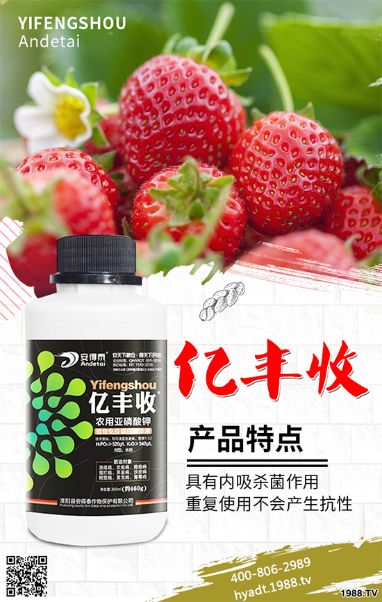 香菜如何施肥產(chǎn)量更高？秋茬香蔥高產(chǎn)施肥方案