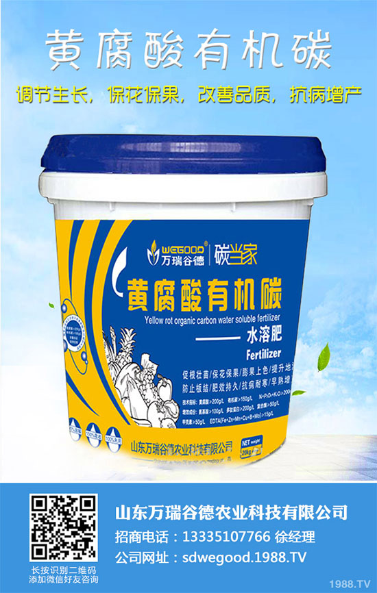 小白菜什么時候種植？小白菜高產(chǎn)種植技術(shù)