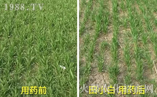 節(jié)節(jié)麥如何防除，用什么藥？怎么打藥效果好？