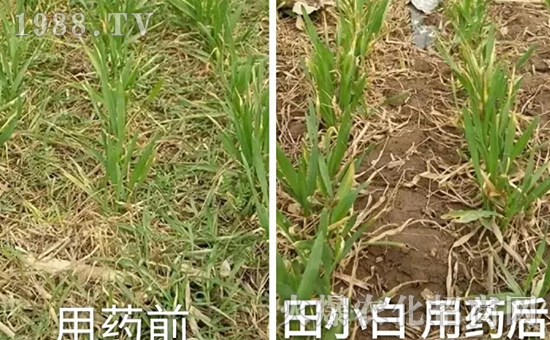 節(jié)節(jié)麥如何防除，用什么藥？怎么打藥效果好？