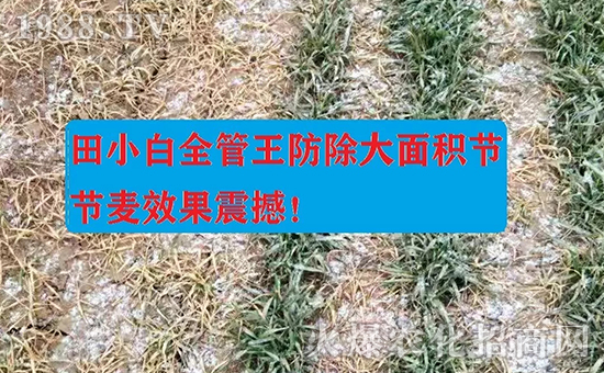 節(jié)節(jié)麥如何防除，用什么藥？怎么打藥效果好？