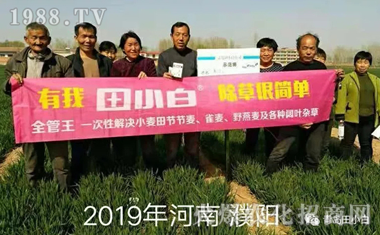 39節(jié)節(jié)麥如何防除，用什么藥？怎么打藥效果好？