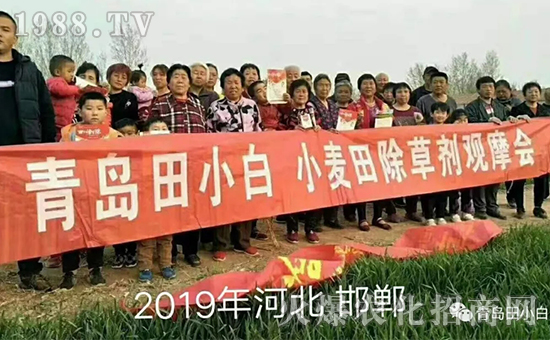 節(jié)節(jié)麥如何防除，用什么藥？怎么打藥效果好？