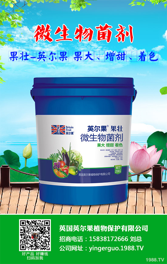 油麥菜什么時(shí)候種植？油麥菜高產(chǎn)種植技術(shù)要點(diǎn)