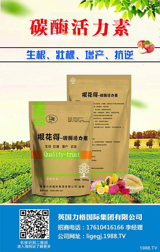 油麥菜什么時(shí)候種植？油麥菜高產(chǎn)種植技術(shù)要點(diǎn)