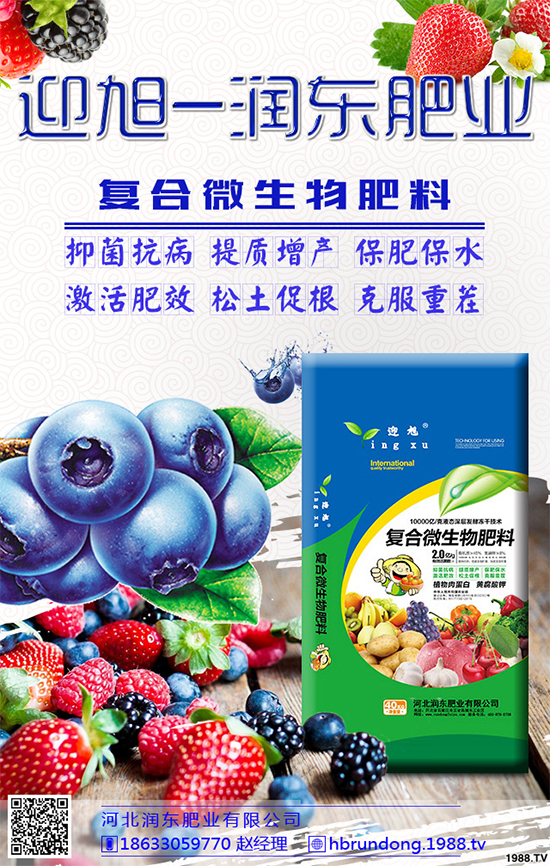 洋蔥定植你掌握了嗎？洋蔥定植及定植后管理方案