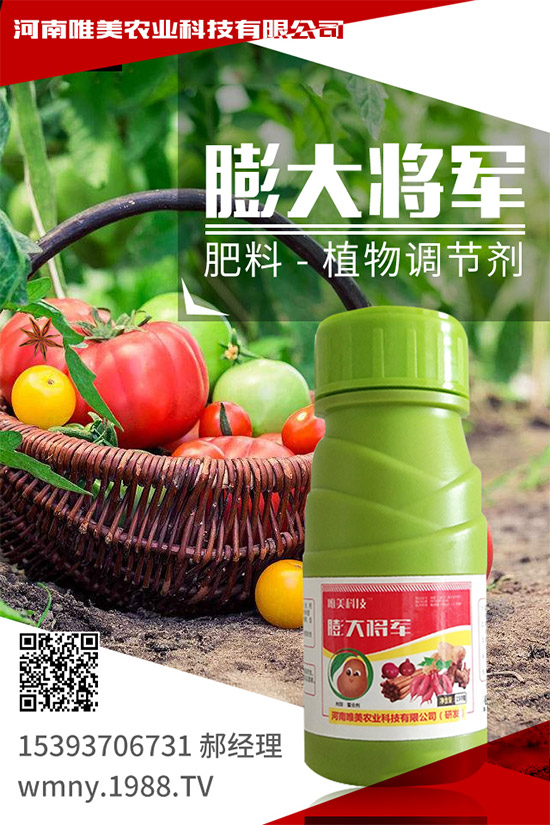 冬季草莓如何施肥？如何提高大棚的地表溫度？