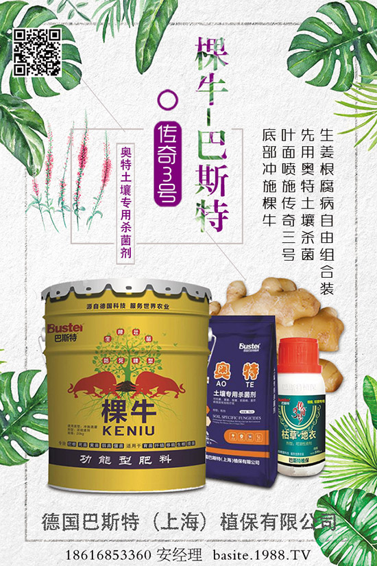 菜豆要高產(chǎn)，種植方法很重要！菜豆如何高產(chǎn)栽培呢？