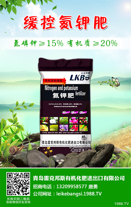 白皮松假活是咋回事？白皮松假活解決措施