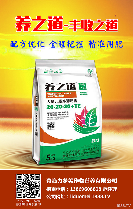 白皮松假活是咋回事？白皮松假活解決措施