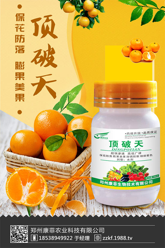 柑橘為什么會黃葉？柑橘黃葉的解決措施！