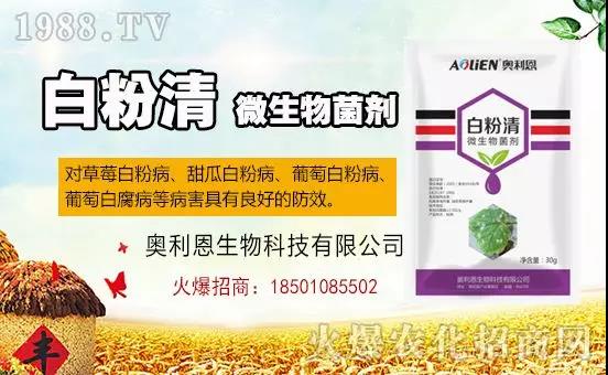 白粉病“反復(fù)難纏”？ 記住這個(gè)藥，高效防治白粉病，鏟除！
