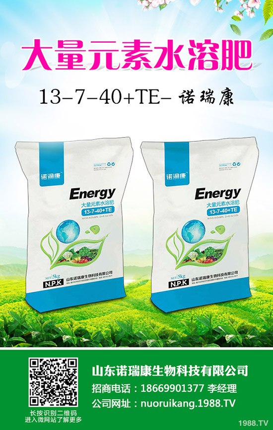     奶油草莓如何種植？奶油草莓種植時間及管理方法技術！1-(1753)