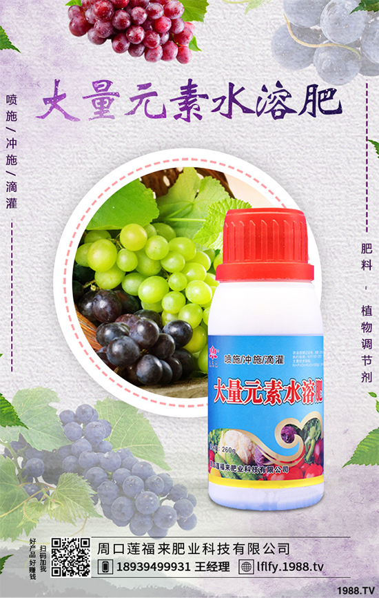 溫室大棚茄子該如何栽培？冬季大棚高產(chǎn)栽培技術(shù)