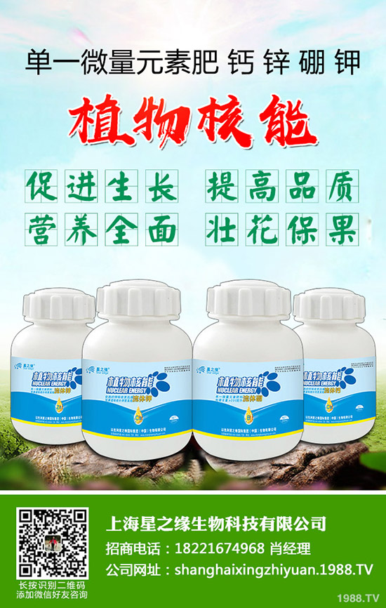 芽菜怎樣種植，芽菜種植技術(shù)您了解多少？