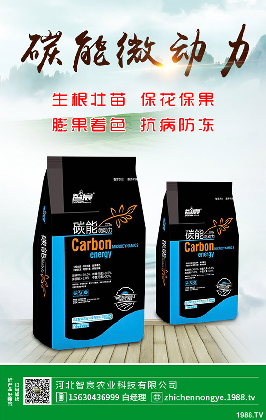 魔芋該怎么種？魔芋高產(chǎn)種植管理方案