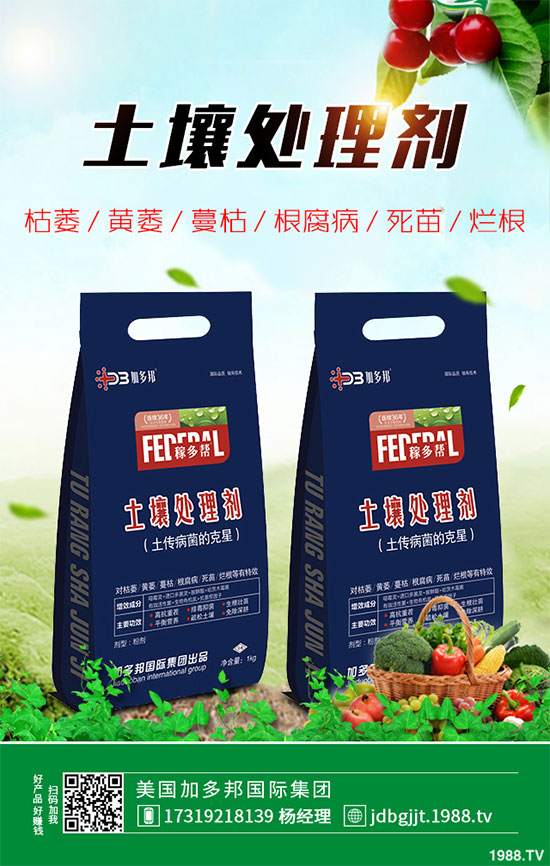 貢菊花該如何栽培？貢菊花高產(chǎn)栽培技術(shù)