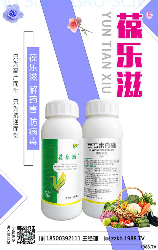 花椰菜黑腐病危害有哪些？花椰菜黑腐病的防治措施！