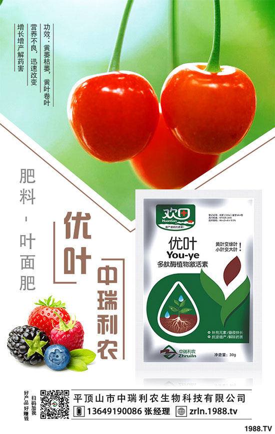 茶樹菇的栽培技術(shù)，茶樹菇的種植注意事項！