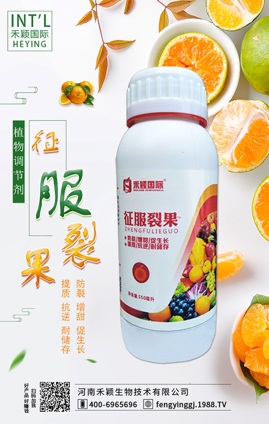 木耳菜什么時間種植？木耳菜種植方法！