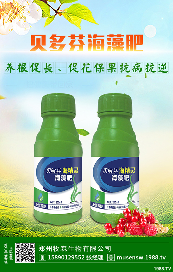 天麻該怎么種植？天麻的環(huán)境要求及種植技巧