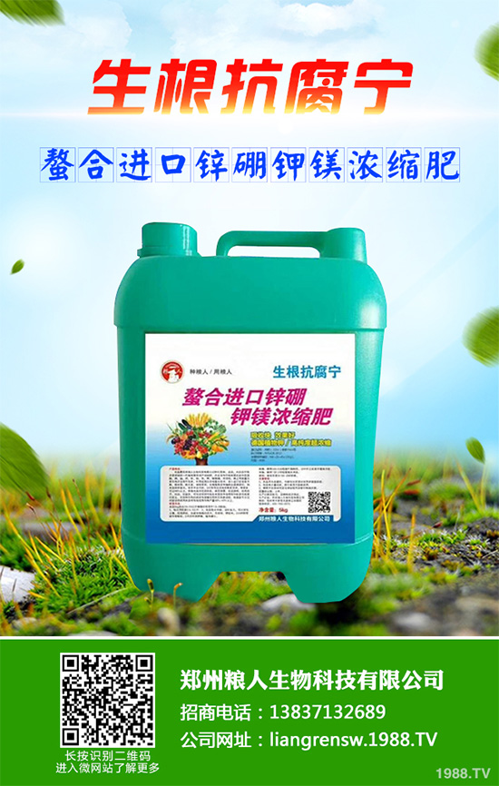 新鮮天麻和干天麻有哪些區(qū)別？那個(gè)效果更好？