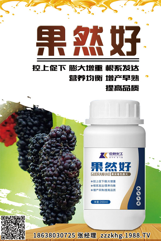 金線蓮有哪些營養(yǎng)價值？金線蓮的功效作用及食用方法