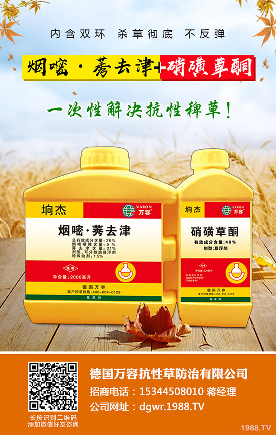 李子苗種植的季節(jié)，李子高產(chǎn)種植要點！