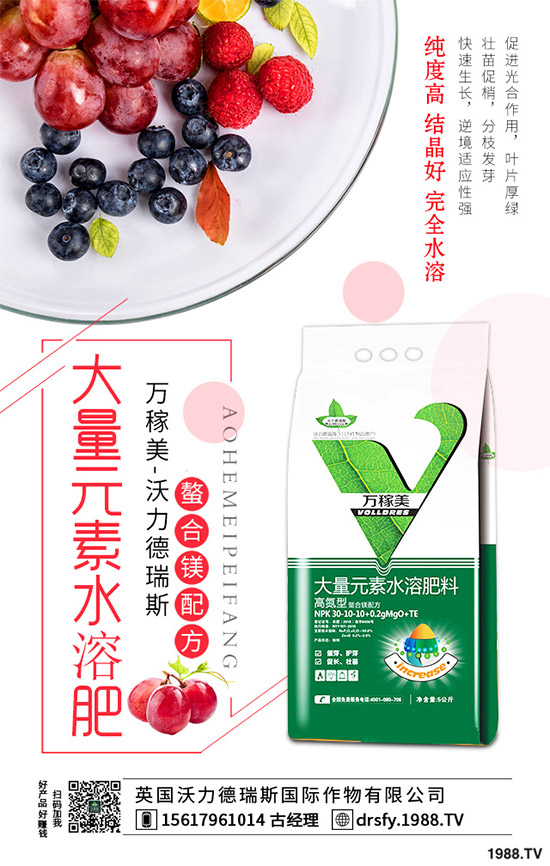 冬季該如何栽培馬鈴薯？七步輕松獲得高產(chǎn)