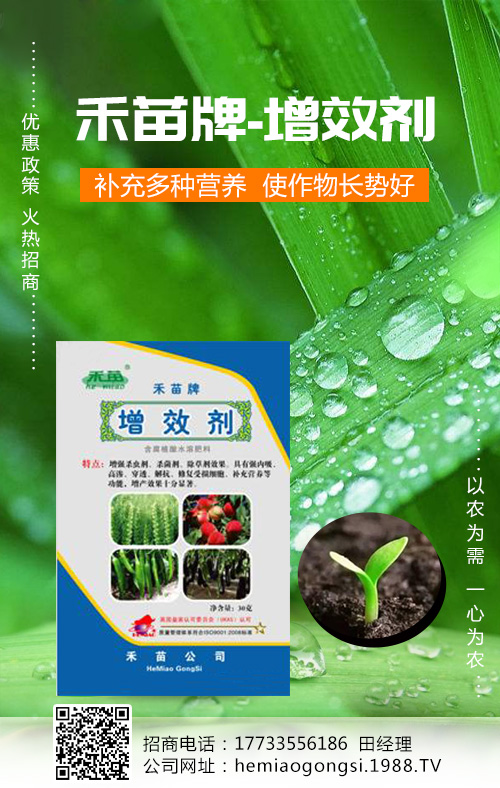 香瓜種植管理做好這些，產(chǎn)量收益有