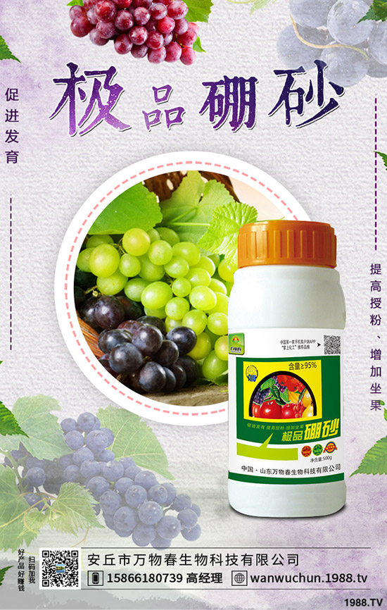 枸杞如何種植，枸杞種植條件有哪些？