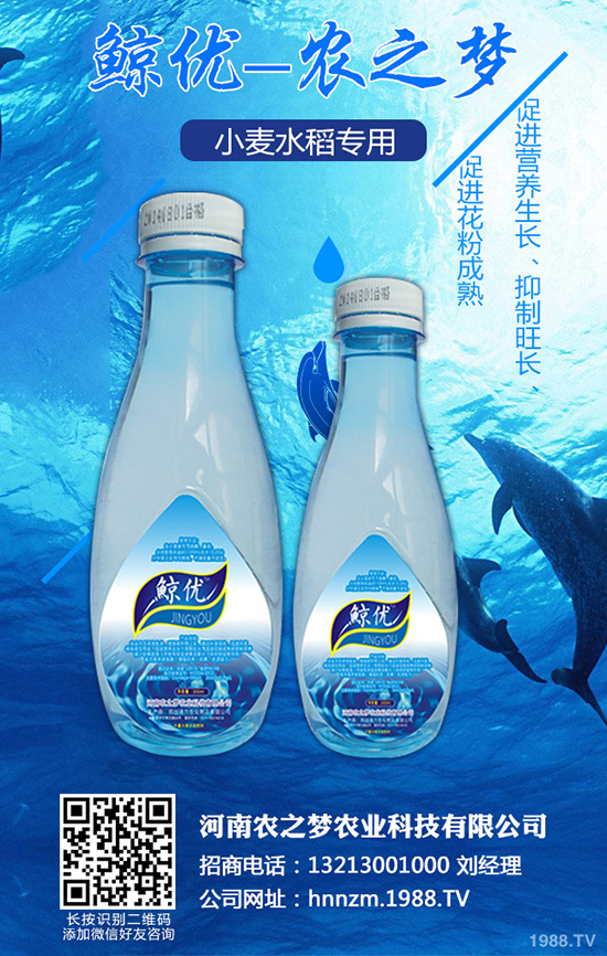 芹菜斑枯病有哪些危害？該如何防治？芹菜斑枯病的發(fā)生與防治