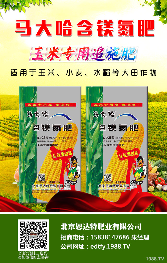 洋蔥返青期怎么管理？洋蔥返青期巧管理