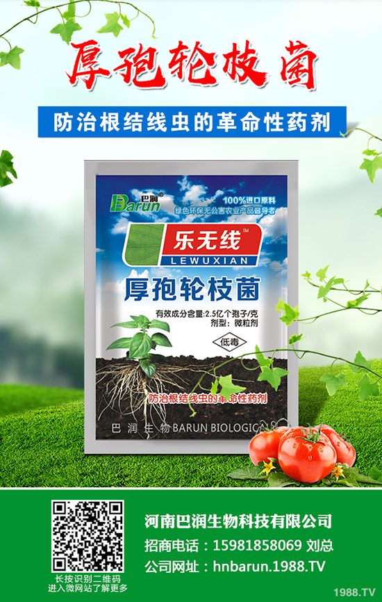 金枝玉葉怎么修剪，金枝玉葉修剪方法！