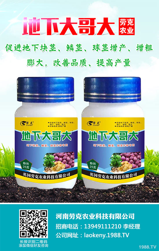 芥菜有哪些營養(yǎng)價(jià)值？吃芥菜有哪些好處？芥菜的功效與作用