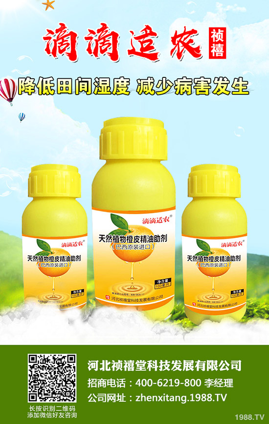 秋季草莓如何管理才能高產(chǎn)？秋季草莓定植管理技術(shù)！