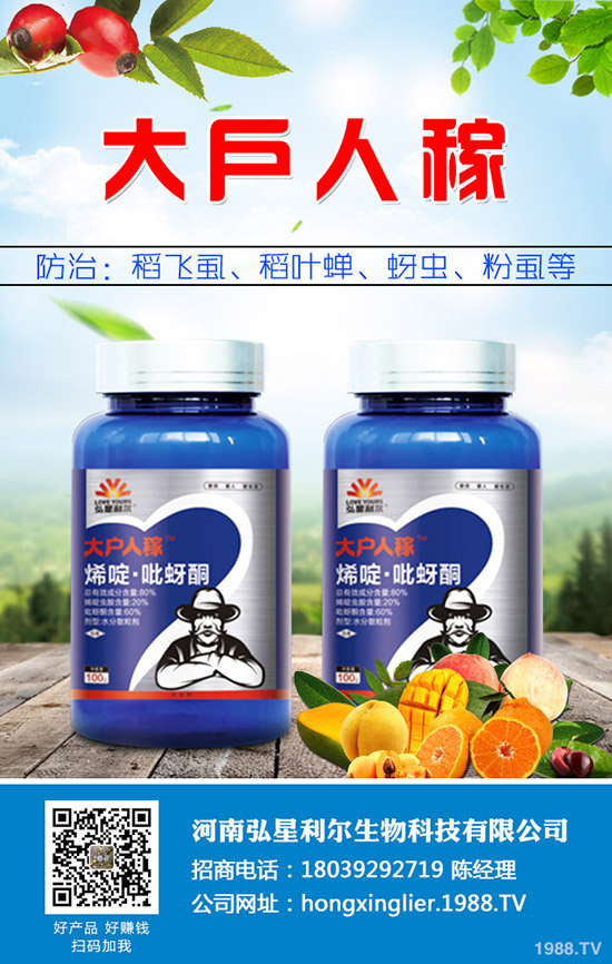 洋蔥種植后要怎么管理？洋蔥種植管理技術(shù)要點！