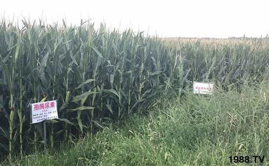 速看！小麥畝產(chǎn)1471斤，雙酶尿素全新升級，“高產(chǎn)王”當(dāng)之無愧！