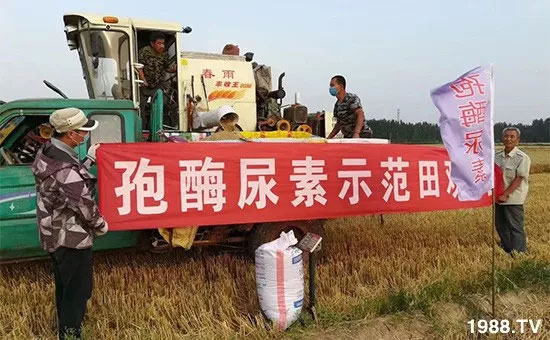 速看！小麥畝產(chǎn)1471斤，雙酶尿素全新升級，“高產(chǎn)王”當(dāng)之無愧！