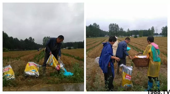 速看！小麥畝產(chǎn)1471斤，雙酶尿素全新升級，“高產(chǎn)王”當(dāng)之無愧！