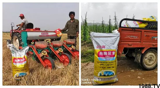 速看！小麥畝產(chǎn)1471斤，雙酶尿素全新升級，“高產(chǎn)王”當(dāng)之無愧！