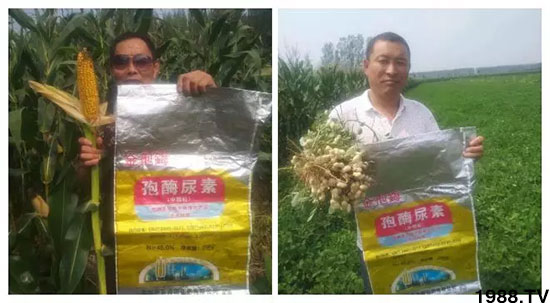 速看！小麥畝產(chǎn)1471斤，雙酶尿素全新升級，“高產(chǎn)王”當(dāng)之無愧！