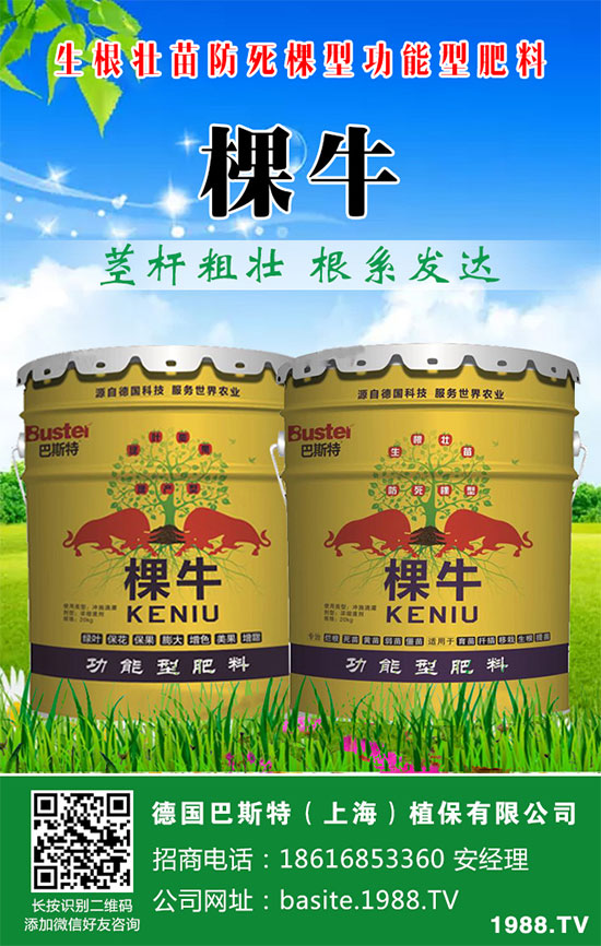 洋蔥如何施肥？洋蔥科學(xué)合理的施肥方法！