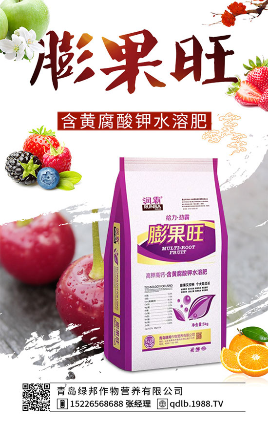 月季花黑斑病的癥狀，月季花遇上黑斑病怎么治？