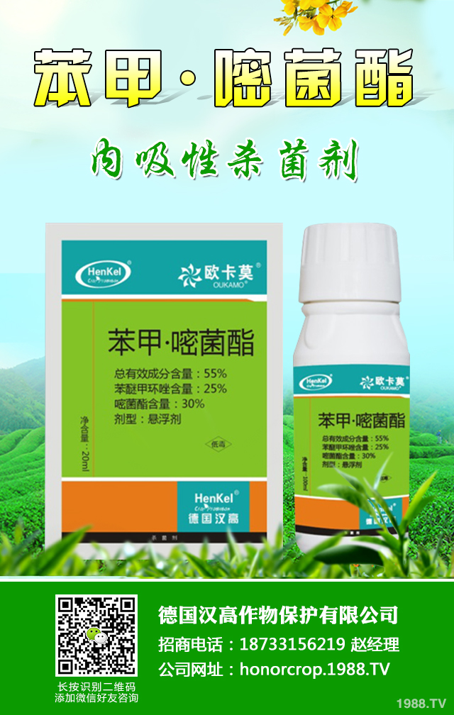 芹菜生理性病害怎樣防治？芹菜生理性病害防治技巧