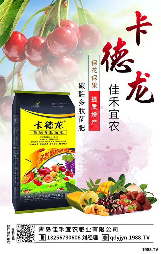 白菜不包心的原因？白菜結(jié)球包心期的管理要點(diǎn)