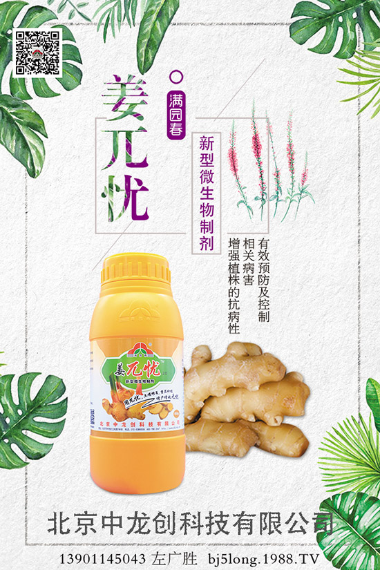 生姜施肥的方法有哪些，如何施肥才能高產(chǎn)？生姜施肥技巧！