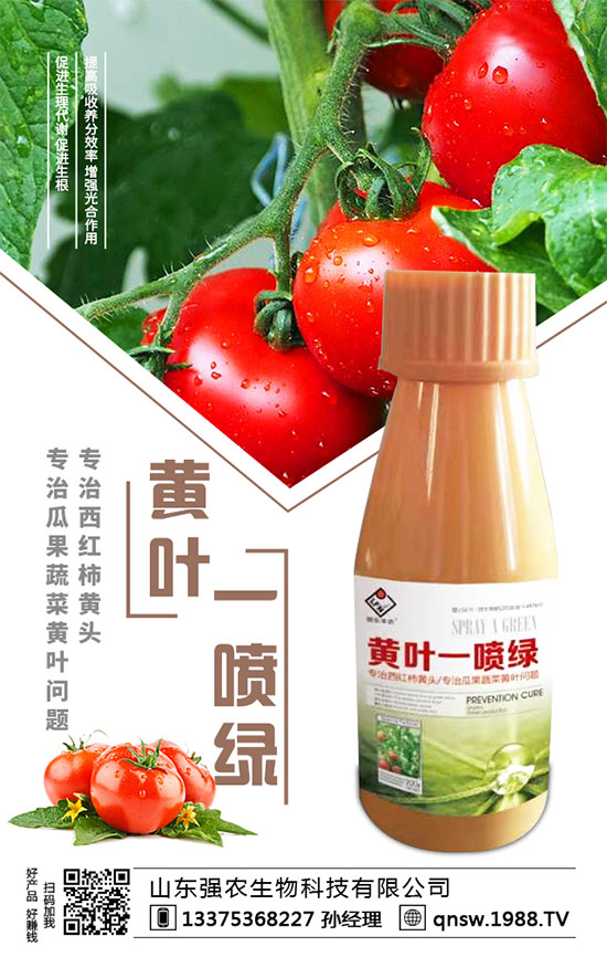 秋蘿卜播種時間，秋蘿卜種植需要注意哪些事項？