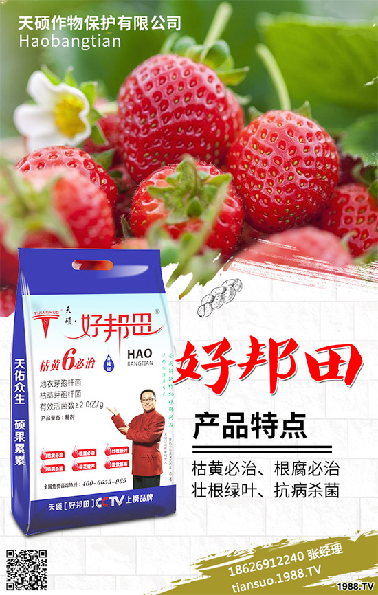 萵苣霜霉病危害這么大，你知道該如何防治嗎？萵苣霜霉病防治方法