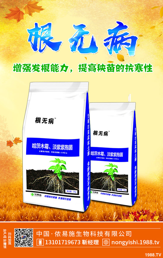     香菜、大蔥、香蔥種植賺錢嗎？常見調(diào)味型蔬菜種植利潤分析！